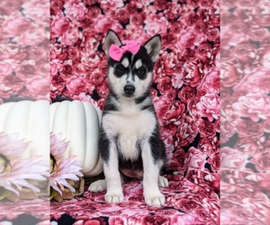 Pomsky Puppy for sale in QUARRYVILLE, PA, USA