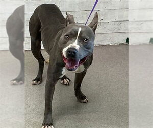 Mutt Dogs for adoption in San Bernardino, CA, USA