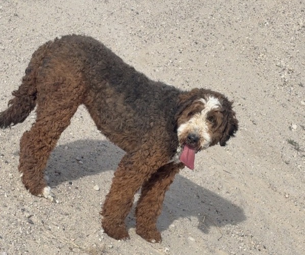 Medium Photo #3 Bernedoodle Puppy For Sale in MINATARE, NE, USA