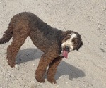 Small #2 Bernedoodle