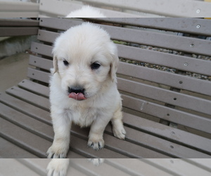 English Cream Golden Retriever Puppy for sale in SOUTH BEND, IN, USA