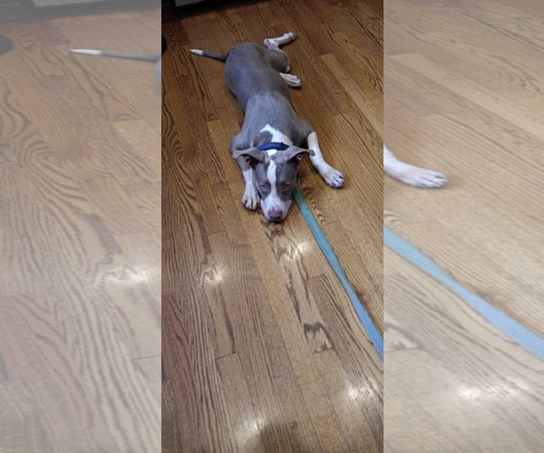Medium Photo #5 American Pit Bull Terrier-Unknown Mix Puppy For Sale in Spring Lake, NC, USA