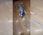 Small #4 American Pit Bull Terrier Mix