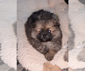 Pomeranian Puppy for sale in SPOTSYLVANIA, VA, USA