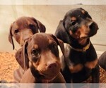 Puppy 7 Doberman Pinscher