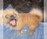 Small #3 Brussels Griffon Mix