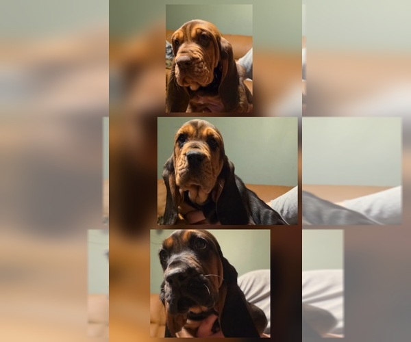 Medium Photo #1 Bloodhound Puppy For Sale in ESTANCIA, NM, USA