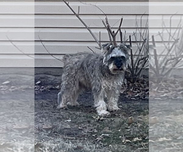 Medium Photo #7 Mutt Puppy For Sale in St. Louis Park, MN, USA