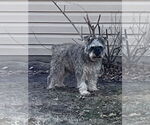 Small #6 Mutt