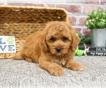 Small #6 Goldendoodle-Poodle (Toy) Mix