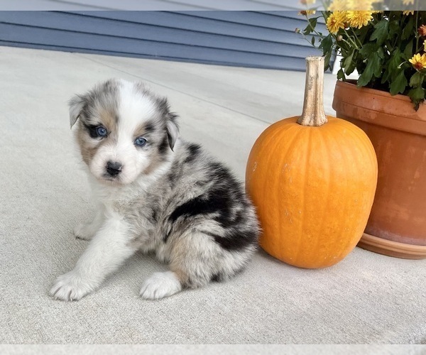 Medium Photo #10 Australian Shepherd Puppy For Sale in LODA, IL, USA