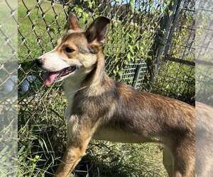 Mutt Dogs for adoption in Minneapolis, MN, USA