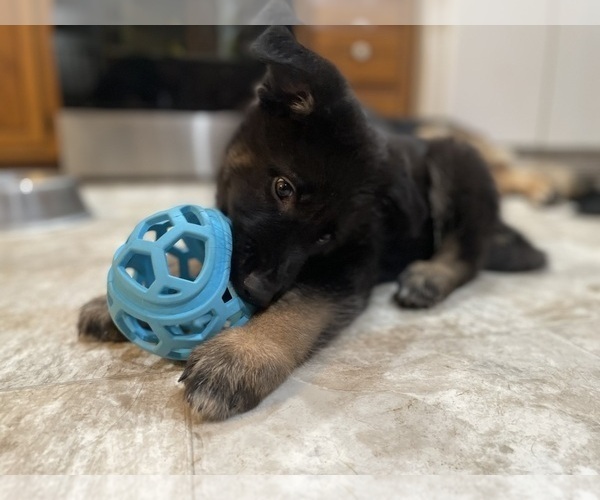 Medium Photo #1 German Shepherd Dog Puppy For Sale in ELKLAND, MO, USA