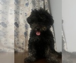 Small #16 Poodle (Miniature)