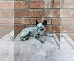 Small #12 Texas Heeler