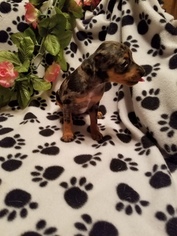 Harlequin Pinscher Puppy for sale in LINCOLN, KS, USA