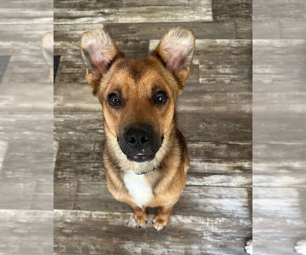 Medium Photo #1 Carolina Dog-Unknown Mix Puppy For Sale in Boston, MA, USA