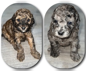 Poodle (Miniature) Puppy for sale in CLINTON, MD, USA