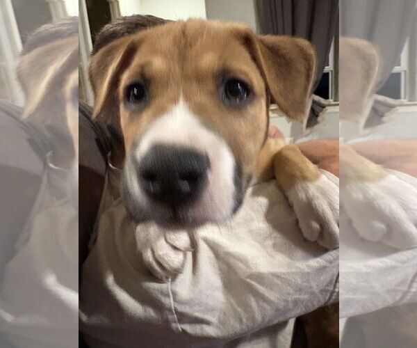 Medium Photo #4 Mutt Puppy For Sale in The Woodlands, TX, USA