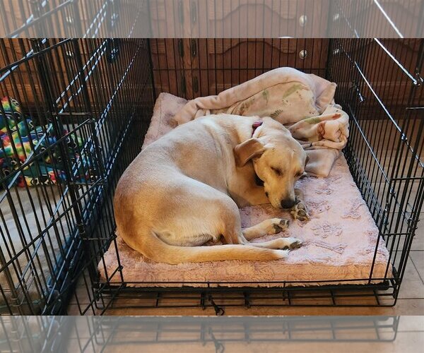 Medium Photo #4 Labrador Retriever-Unknown Mix Puppy For Sale in Clovis, CA, USA