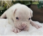 Small #5 Boxer