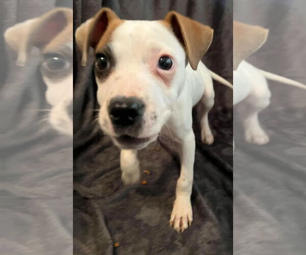 Medium Photo #4 Boxer Puppy For Sale in Burnsville, MN, USA