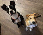 Small #3 Boxer Mix