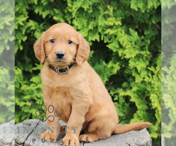 Medium Photo #1 Golden Irish Puppy For Sale in BLAIN, PA, USA