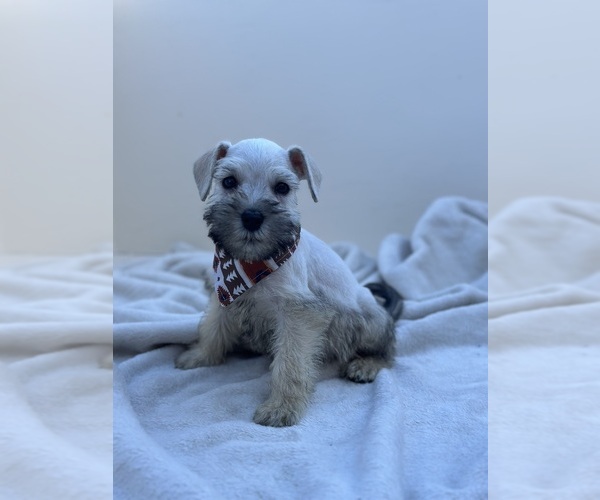 Medium Photo #1 Schnauzer (Miniature) Puppy For Sale in MURRIETA, CA, USA