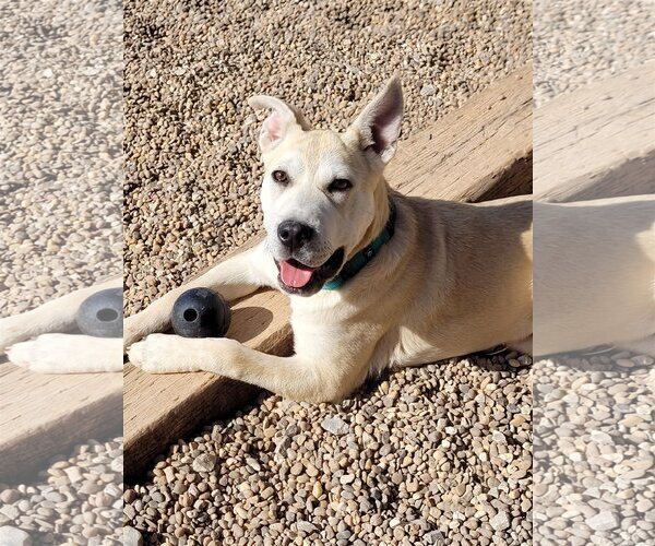 Medium Photo #4 American Pit Bull Terrier-German Shepherd Dog Mix Puppy For Sale in Clinton, OK, USA