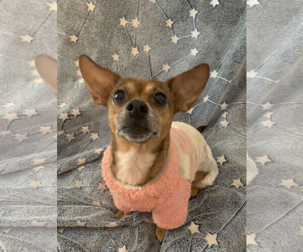 Medium Photo #2 Chihuahua-Unknown Mix Puppy For Sale in Holly Springs, NC, USA