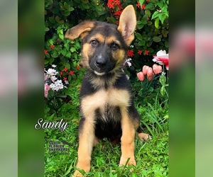 German Shepherd Dog Puppy for sale in MIAMI, FL, USA