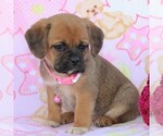 Small Photo #9 Puggle Puppy For Sale in CHARLOTT HALL, MD, USA