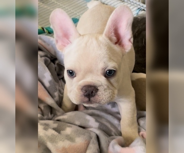 Medium Photo #1 French Bulldog Puppy For Sale in CANYON LAKE, CA, USA