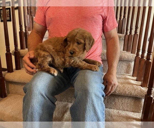 Medium Photo #5 Goldendoodle Puppy For Sale in COLORADO SPRINGS, CO, USA