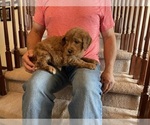 Small #4 Goldendoodle