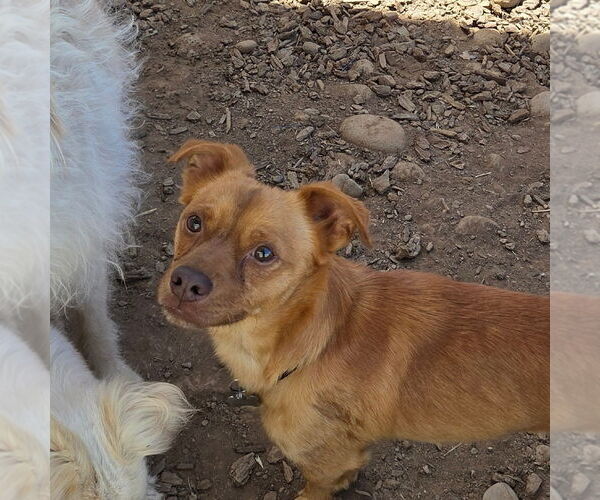 Medium Photo #3 Mutt Puppy For Sale in Chico, CA, USA