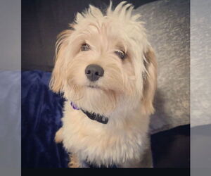 Maltese-Unknown Mix Dogs for adoption in Bellevue, WA, USA