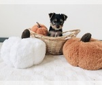 Puppy Puppy 3 Yorkshire Terrier