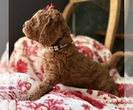 Small #4 Goldendoodle (Miniature)