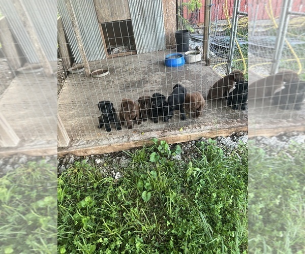 Medium Photo #2 Labrador Retriever Puppy For Sale in GOODSON, MO, USA