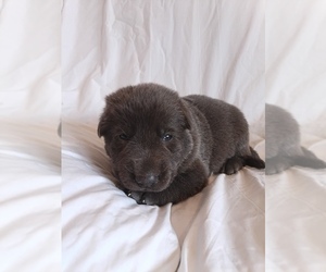 German Shepherd Dog Puppy for sale in LITCHFIELD, MI, USA