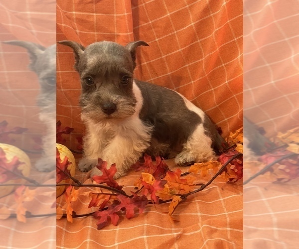 Medium Photo #5 Schnauzer (Miniature) Puppy For Sale in WEST BRANCH, IA, USA