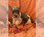 Small Photo #5 Schnauzer (Miniature) Puppy For Sale in WEST BRANCH, IA, USA