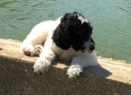 Small Photo #10 Poodle (Standard) Puppy For Sale in AUGSBURG, IL, USA