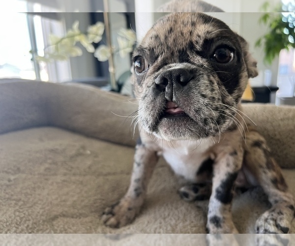 Medium Photo #3 French Bulldog Puppy For Sale in SAN FRANCISCO, CA, USA