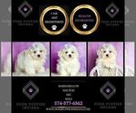 Small Photo #20 Maltese Puppy For Sale in WARSAW, IN, USA