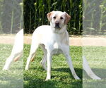Small Labrador Retriever