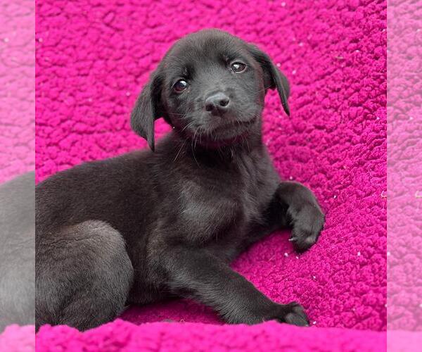 Medium Photo #2 Labrador Retriever-Unknown Mix Puppy For Sale in San Diego, CA, USA