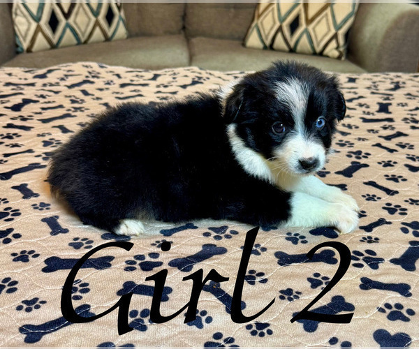 Medium Photo #11 Australian Shepherd Puppy For Sale in SALISBURY, NC, USA